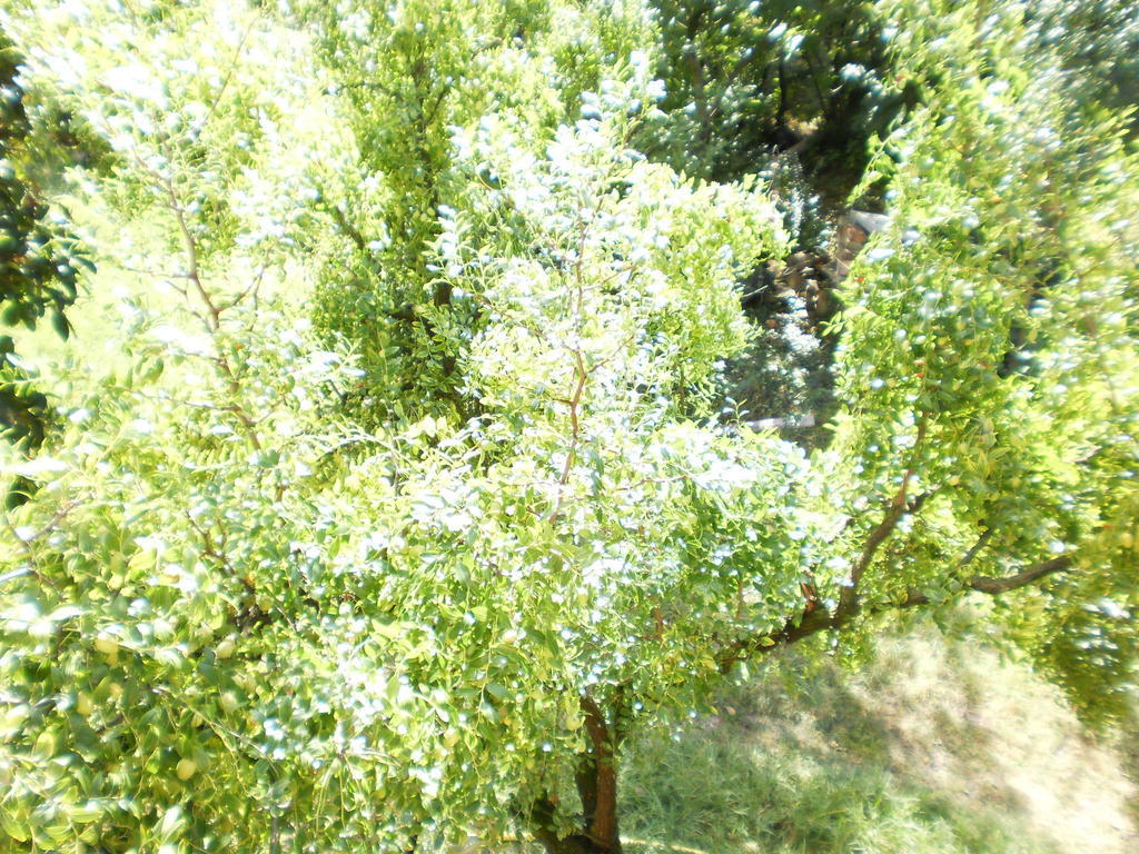 Appartamento Fields